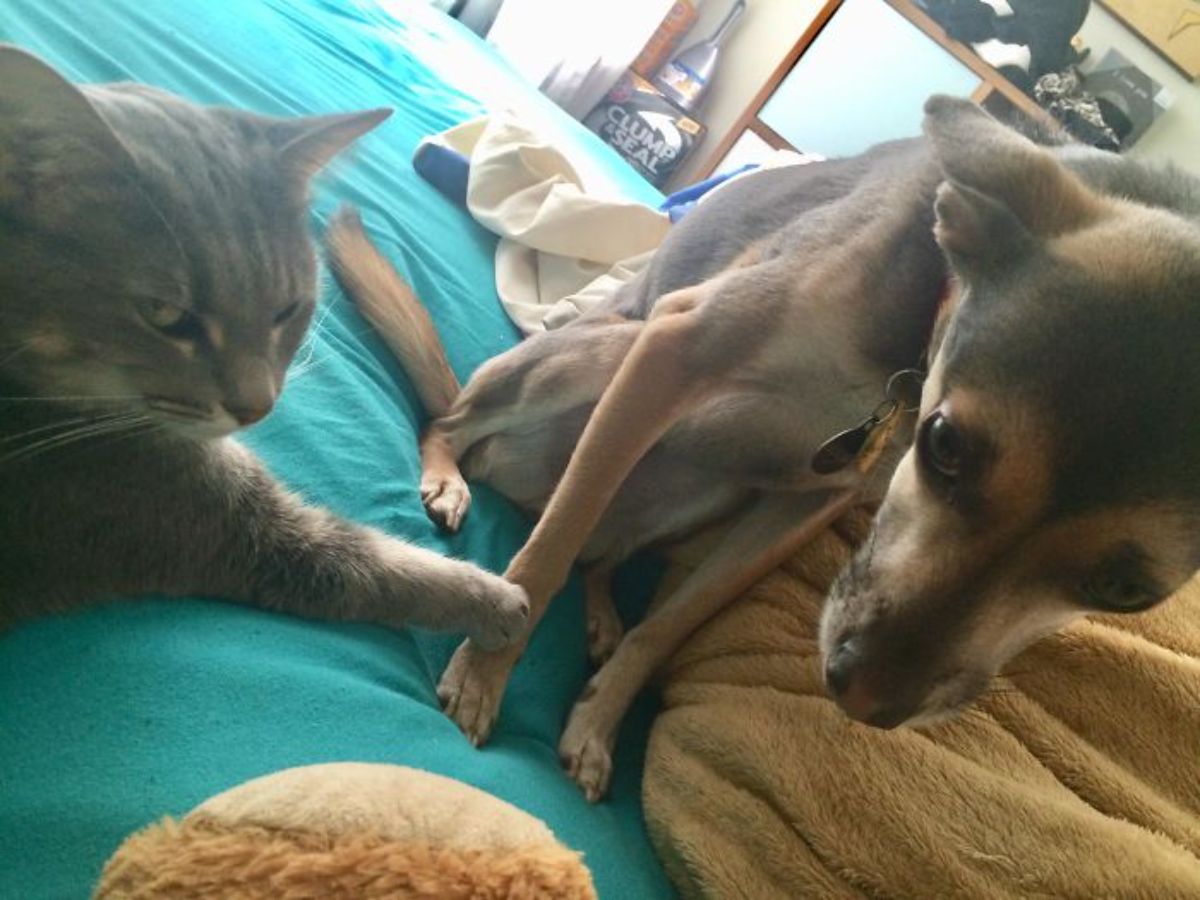 grey cat poking a black and brown dog who is afraid of the cat