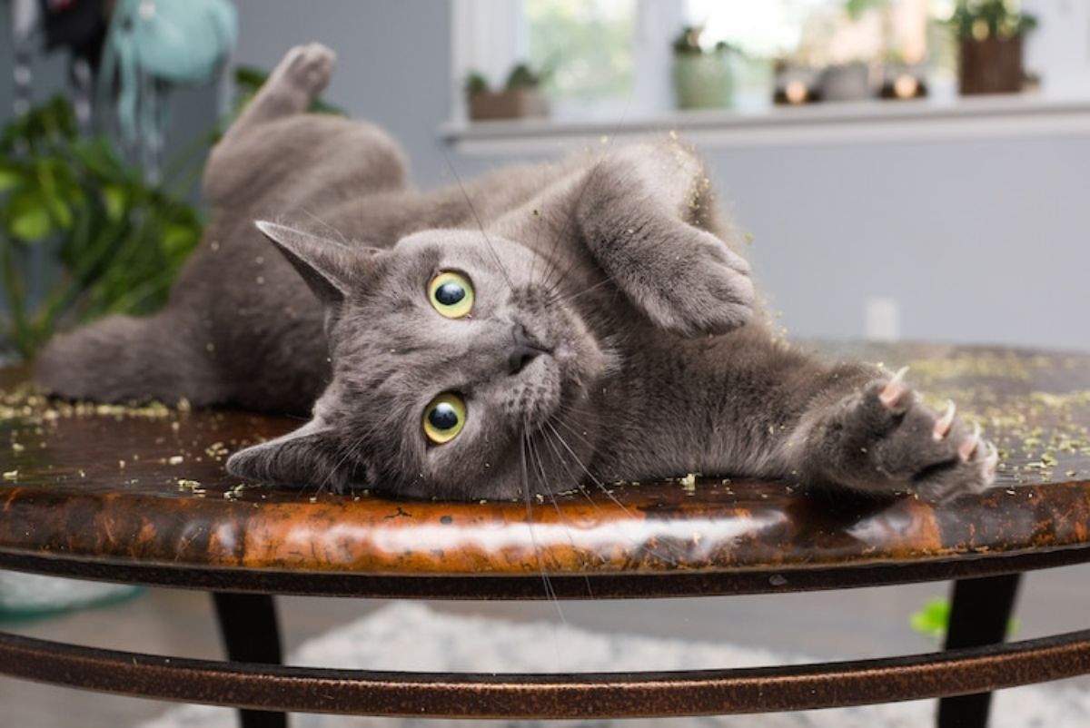 grey cat rolling around on catnip on a brown and black table