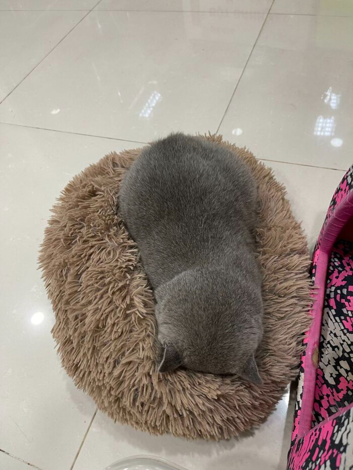 grey cat sleeping face down on a fluffy brown cat bed