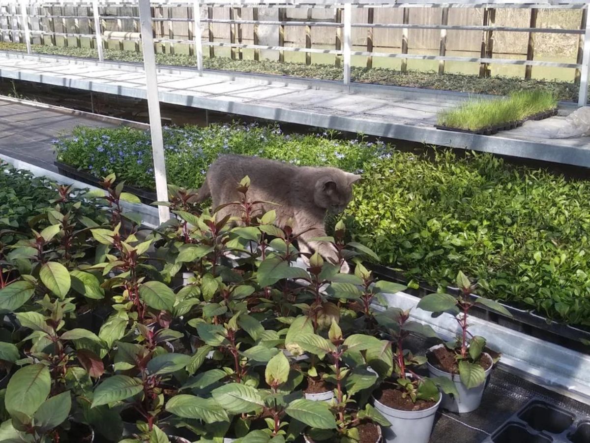 grey cat walking by some plants in a plant nursery