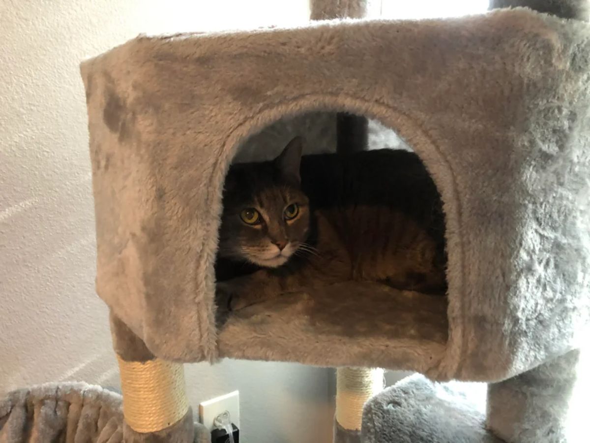 grey cat with white mouth laying inside a cat tower