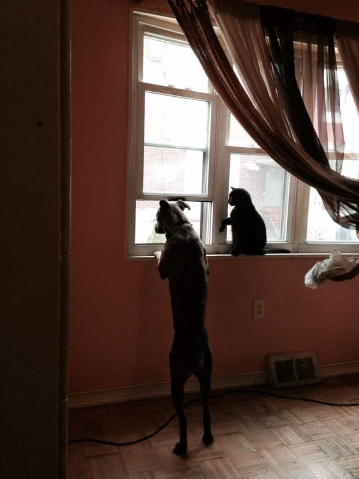 grey dog standing on hind legs and looking out of a window next to a black cat sitting on the window sill