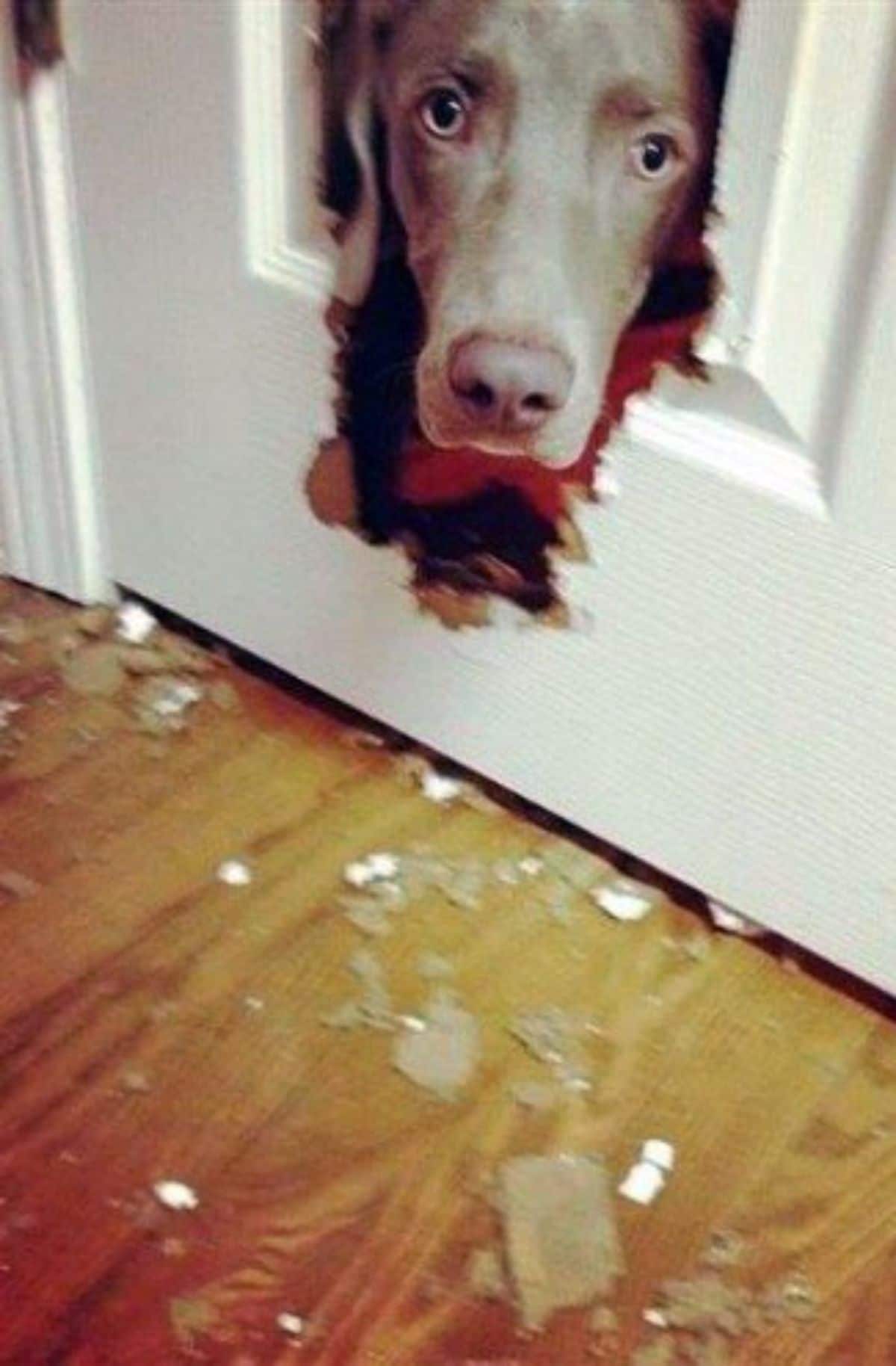 grey dog's head poking out of a hole in a white door