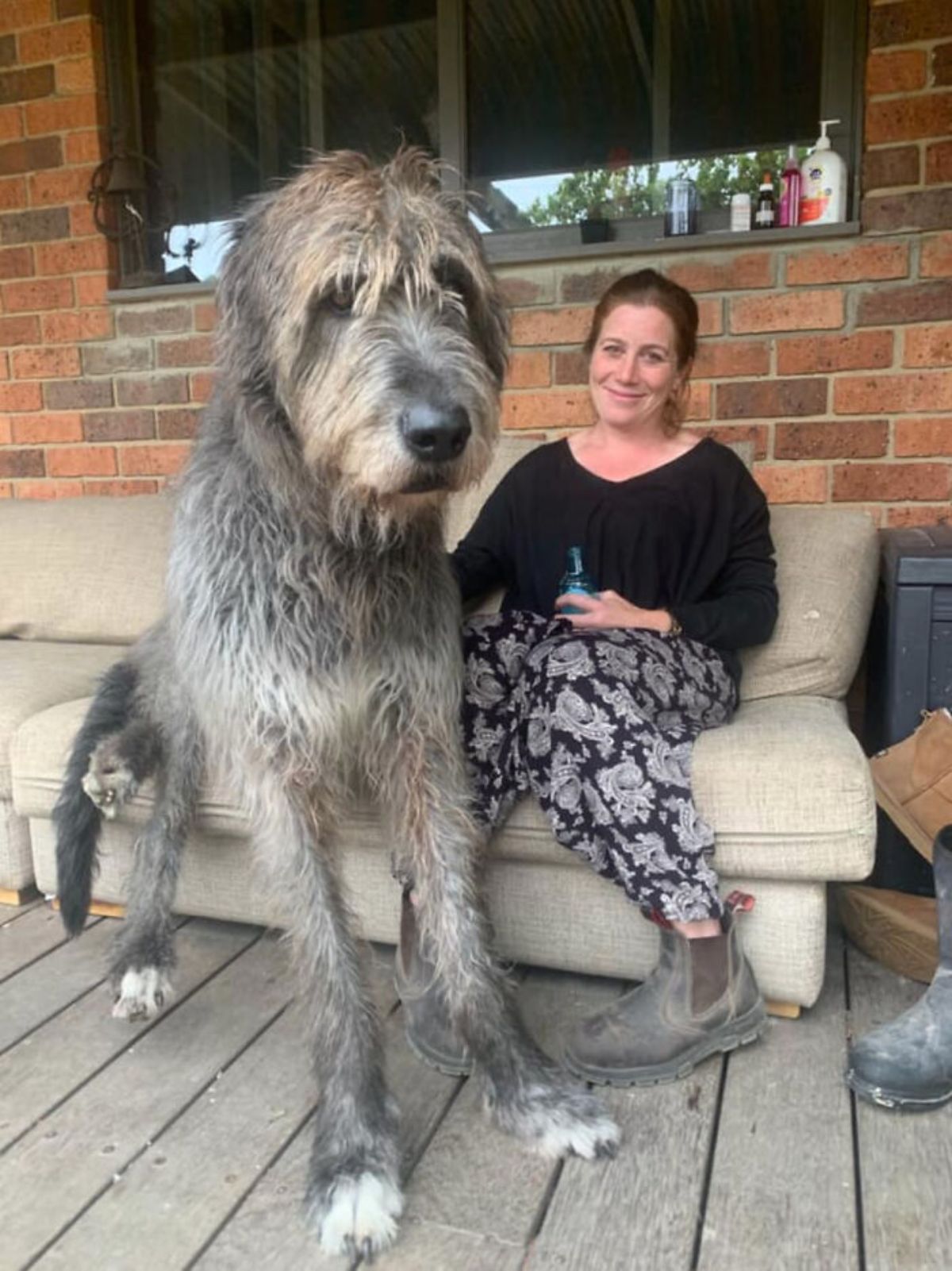 grey irish wolfhound sitting on a brown couch next to a woman with the dog's front feet are resting on the floor
