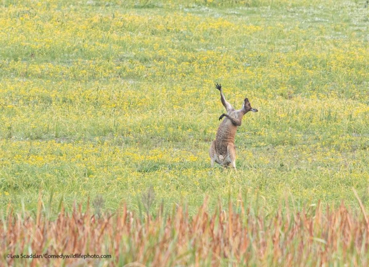 grey kangaroo in a field with one arm outstretched upwards