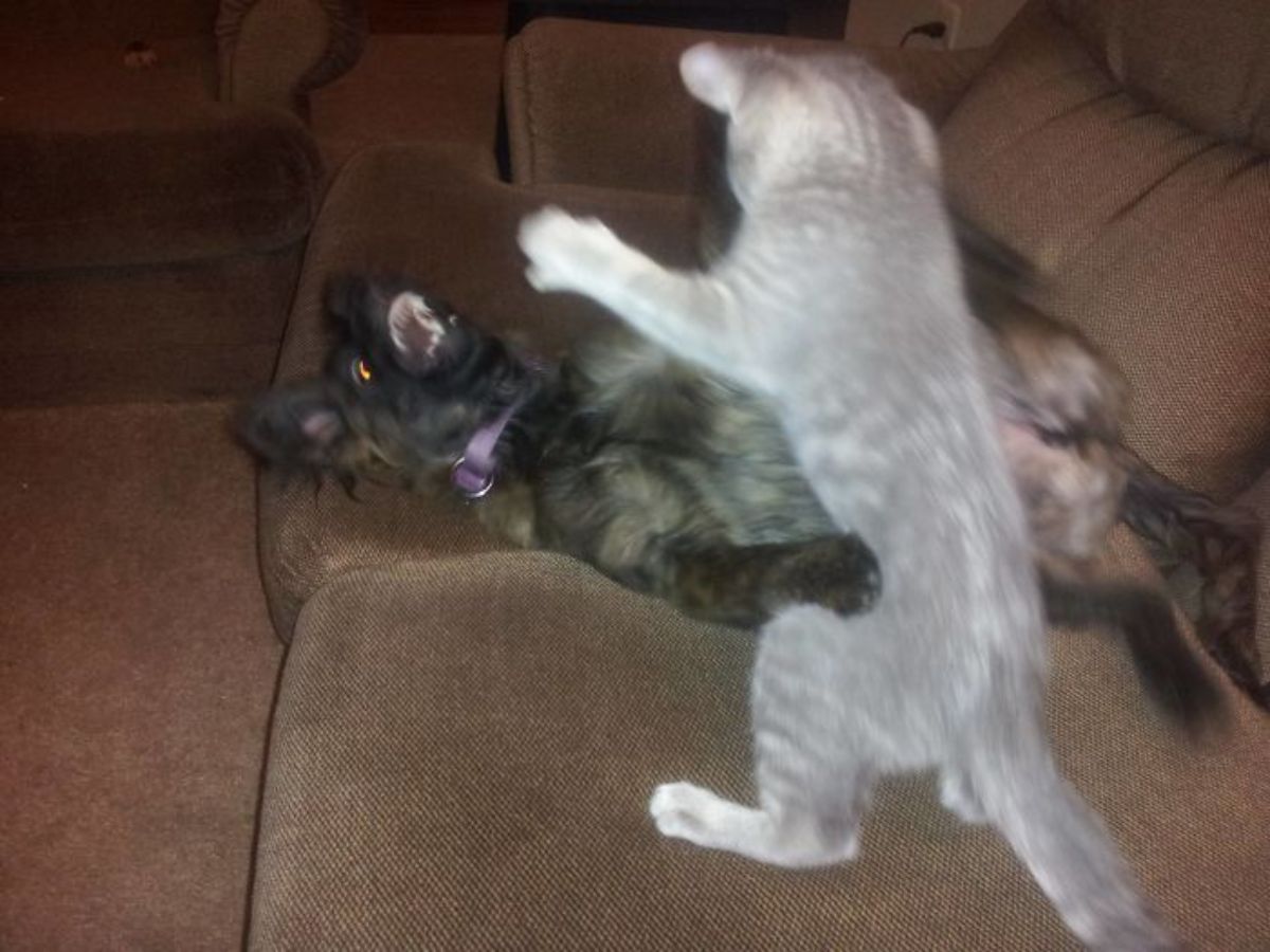 grey kitten jumping on a black and white dog