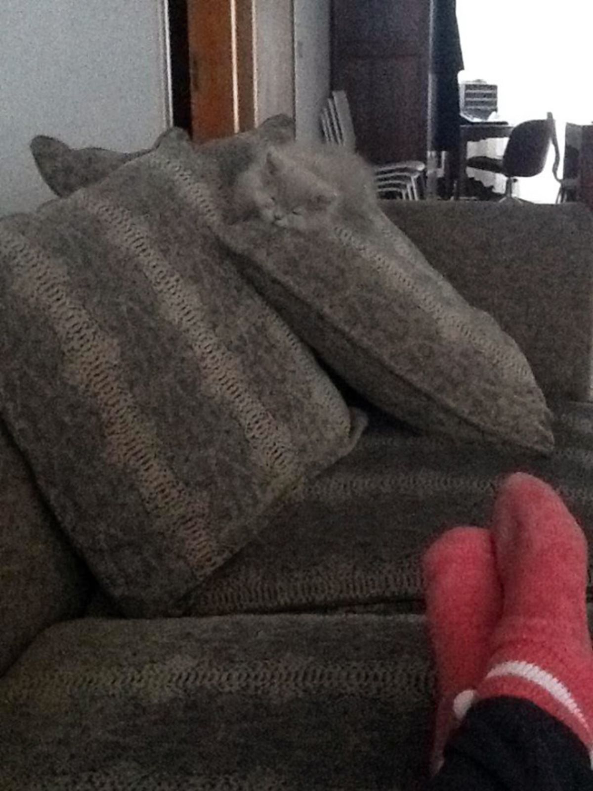 grey kitten laying on a grey cushion