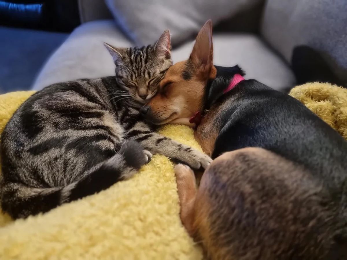 grey marbled cat cuddling with a black and brown dog on a yellow blanket