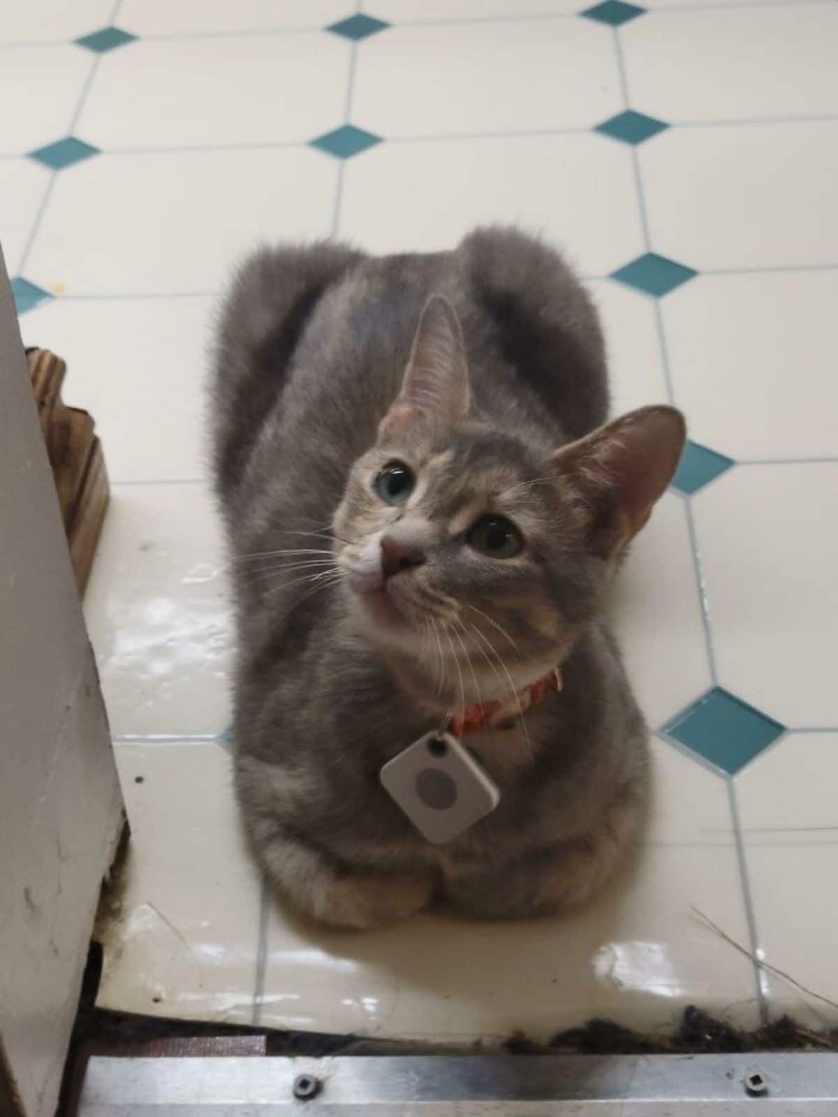 grey marbled cat laying on a white tiled floor