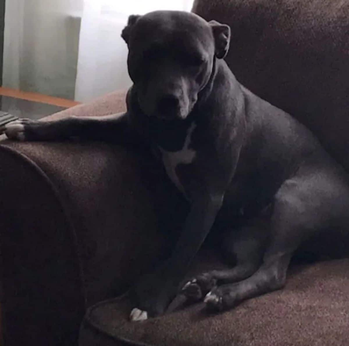 grey pitbull sitting on a grey chair