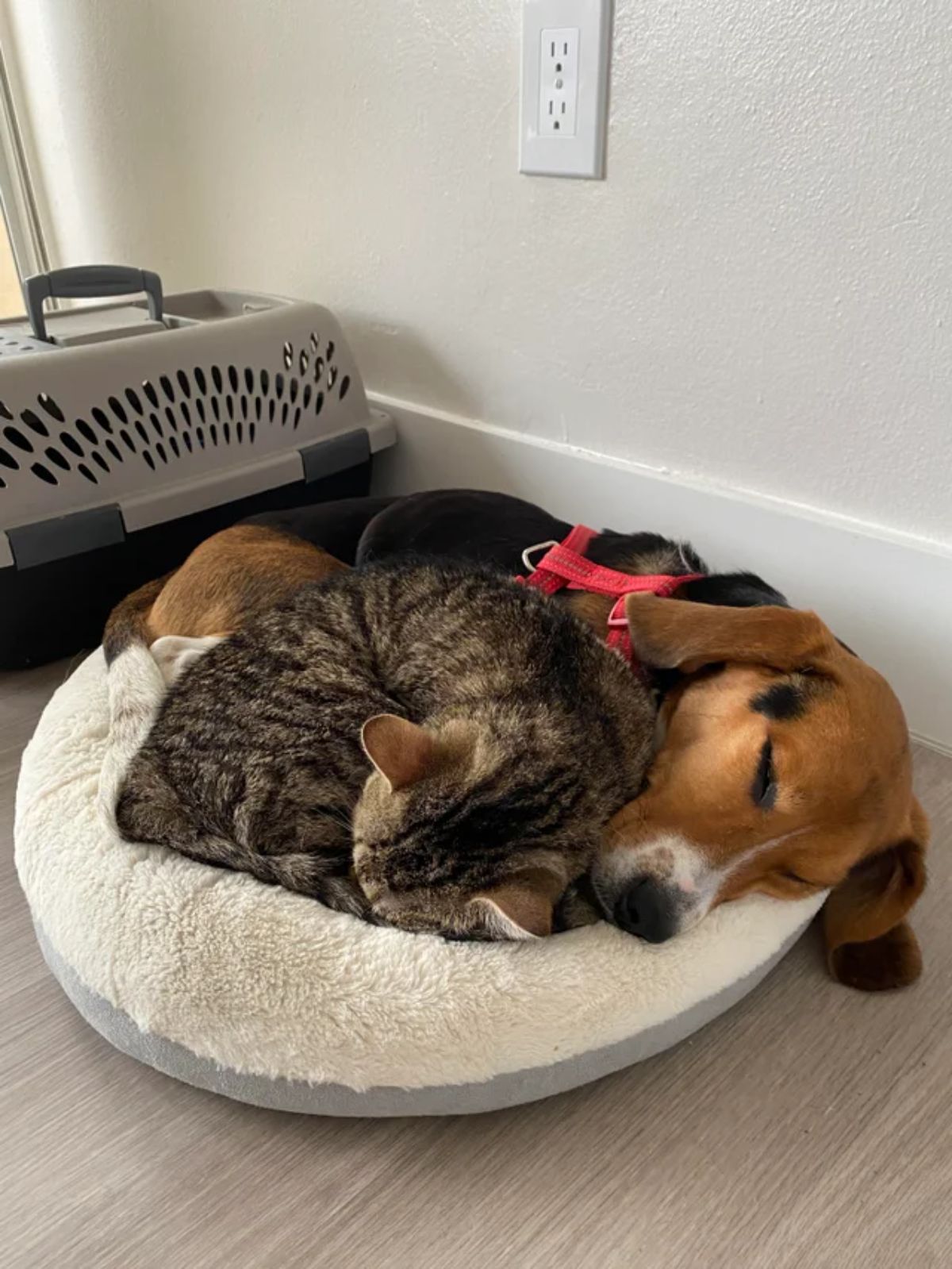 grey tabby cat and a brown black and white beagle sleeping cuddled in a white and grey cat bed