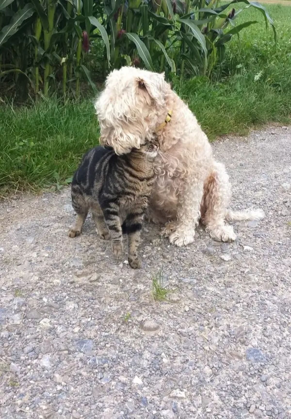 grey tabby cat and a light brown poodle nuzzling together