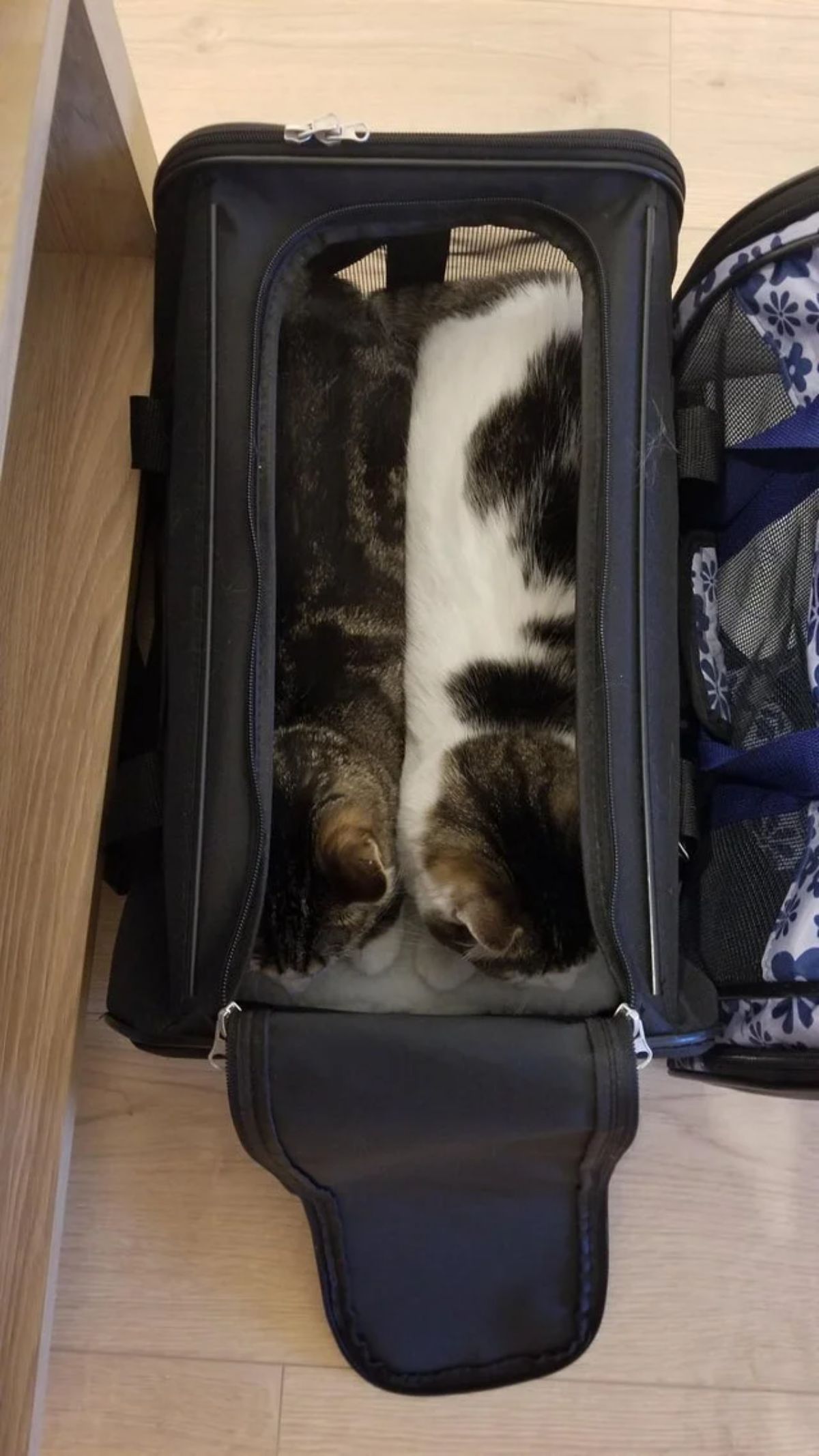 grey tabby cat and black and white cat laying next to each other in a black open cat carrier
