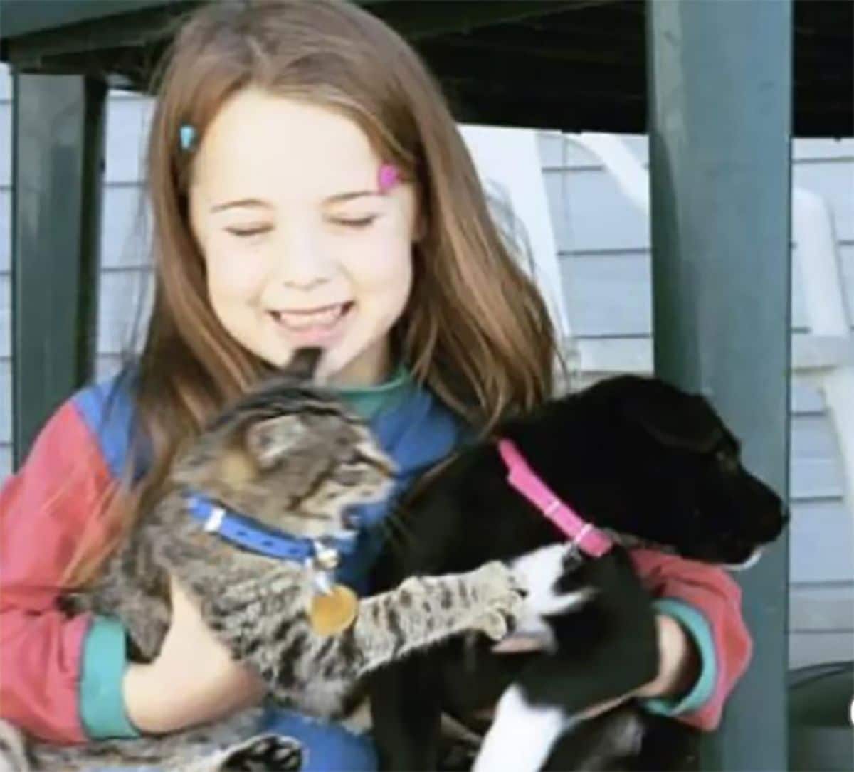 grey tabby cat attacking a black and white puppy with both being held by a little girl