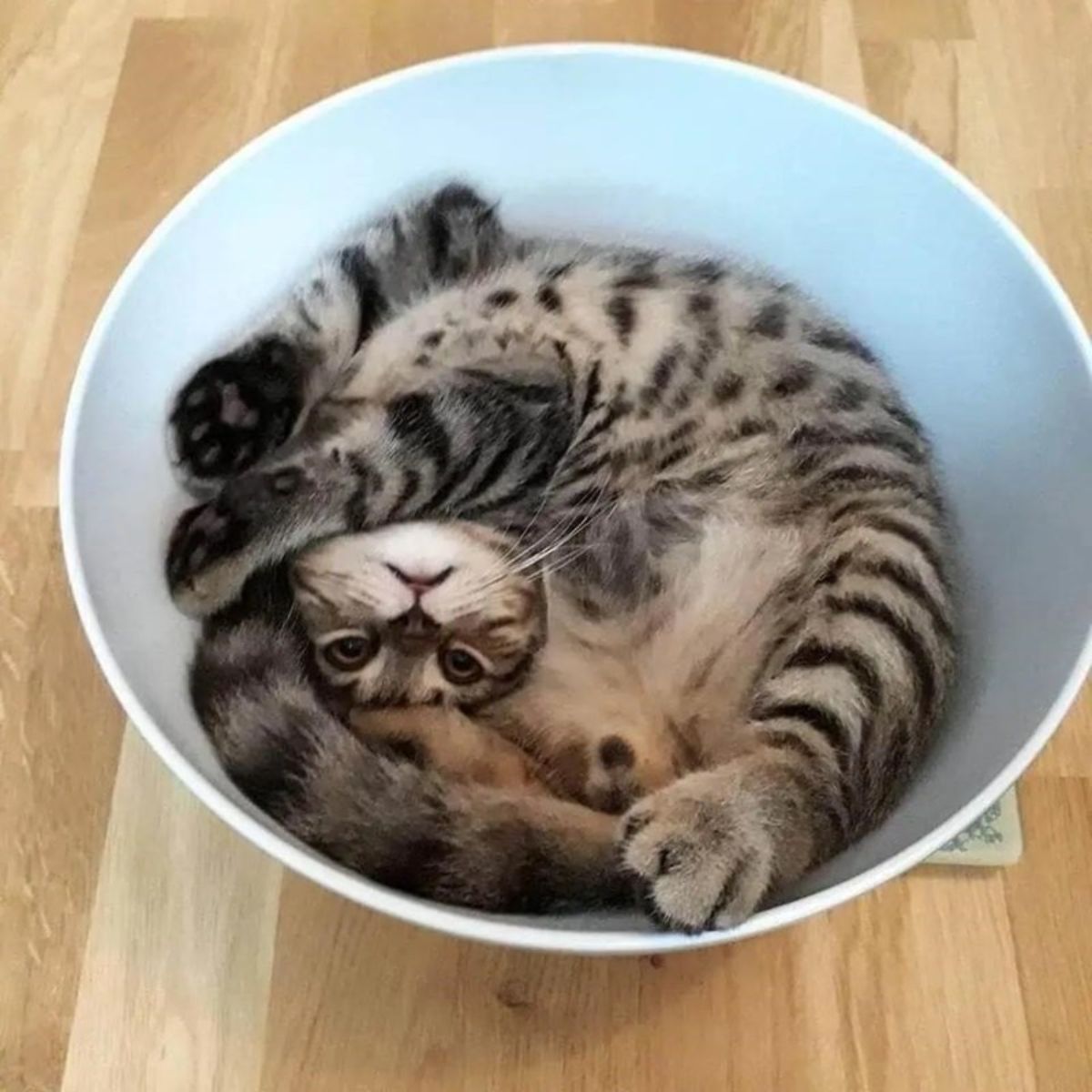 grey tabby cat laying belly up and twisted inside a white bowl