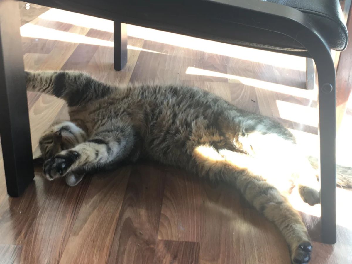 grey tabby cat laying belly up stretching with sunshine falling on the back legs and the crotch