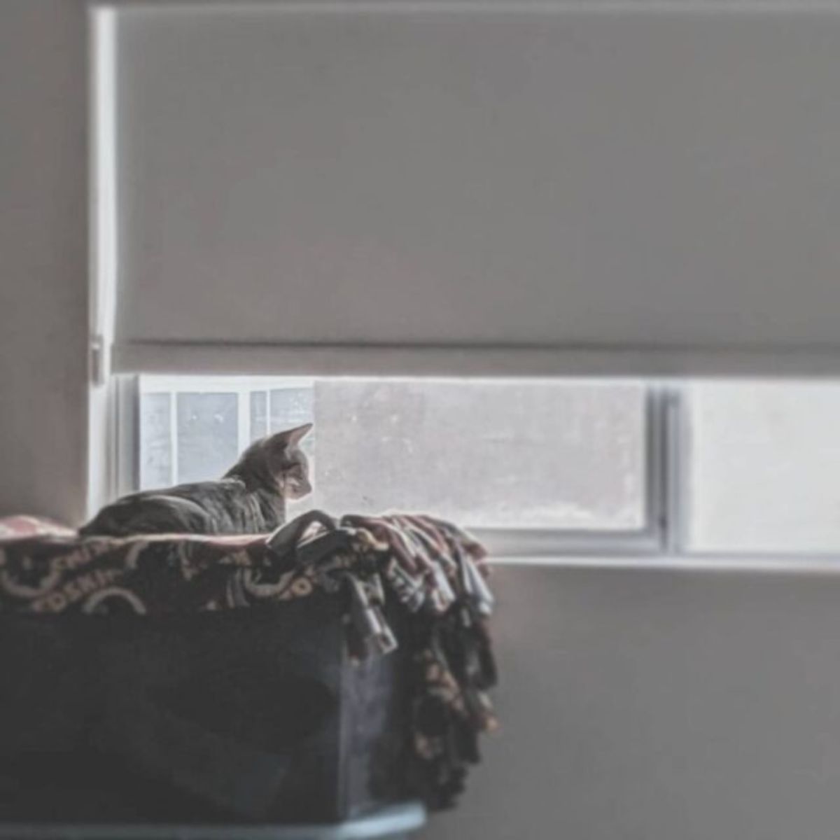 grey tabby cat laying on a blanket by a window