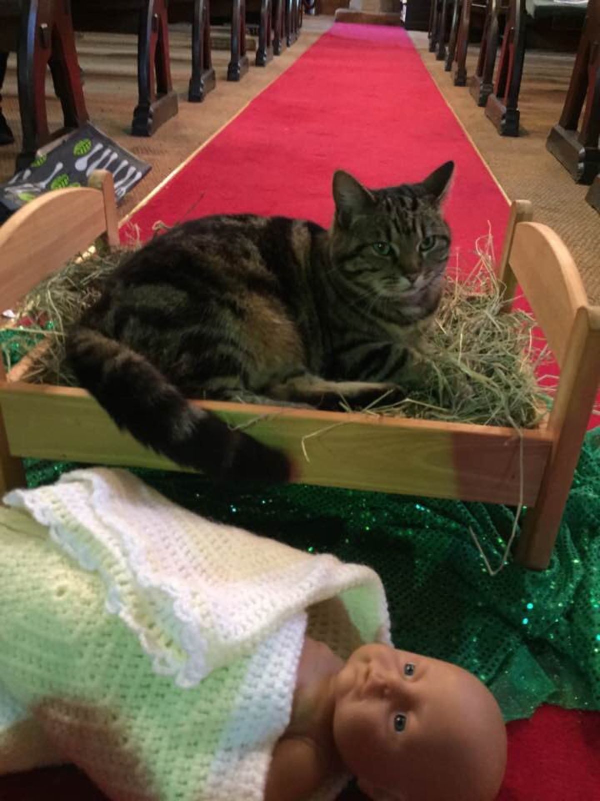 grey tabby cat laying on a manger after throwing off baby jesus from it