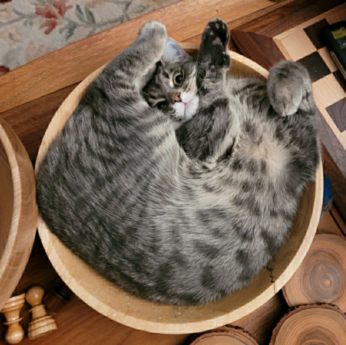 grey tabby cat laying twisted up inside a wooden bowl