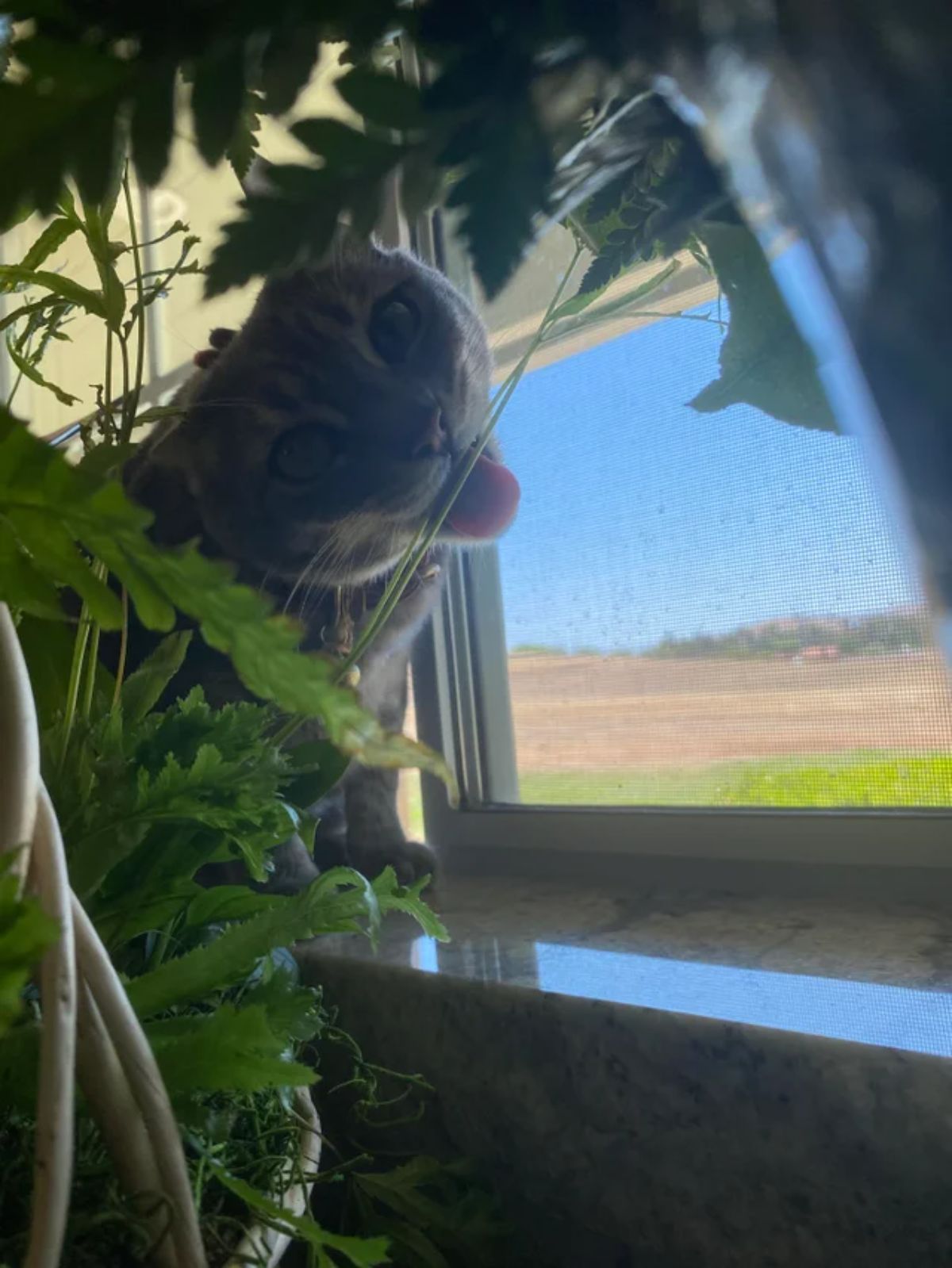 grey tabby cat licking a plant near a window