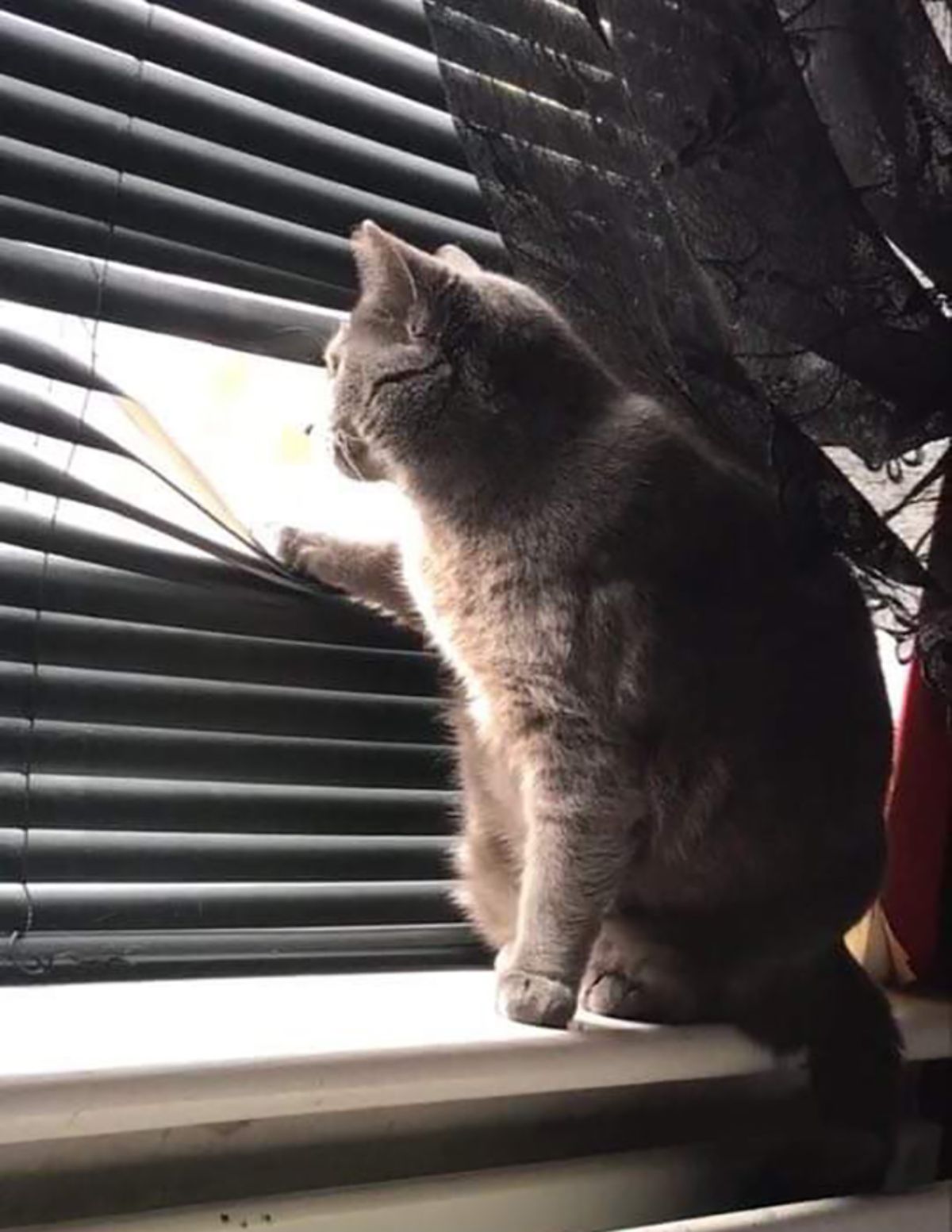 grey tabby cat sitting by a window and parting the blinds with one paw and looking out of it