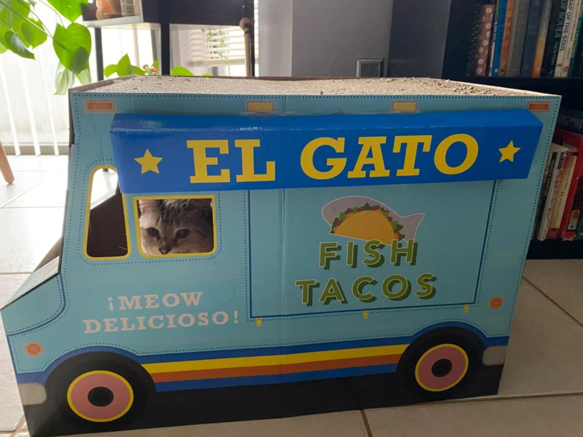grey tabby cat sitting inside an el gato fish tacos cardboard truck