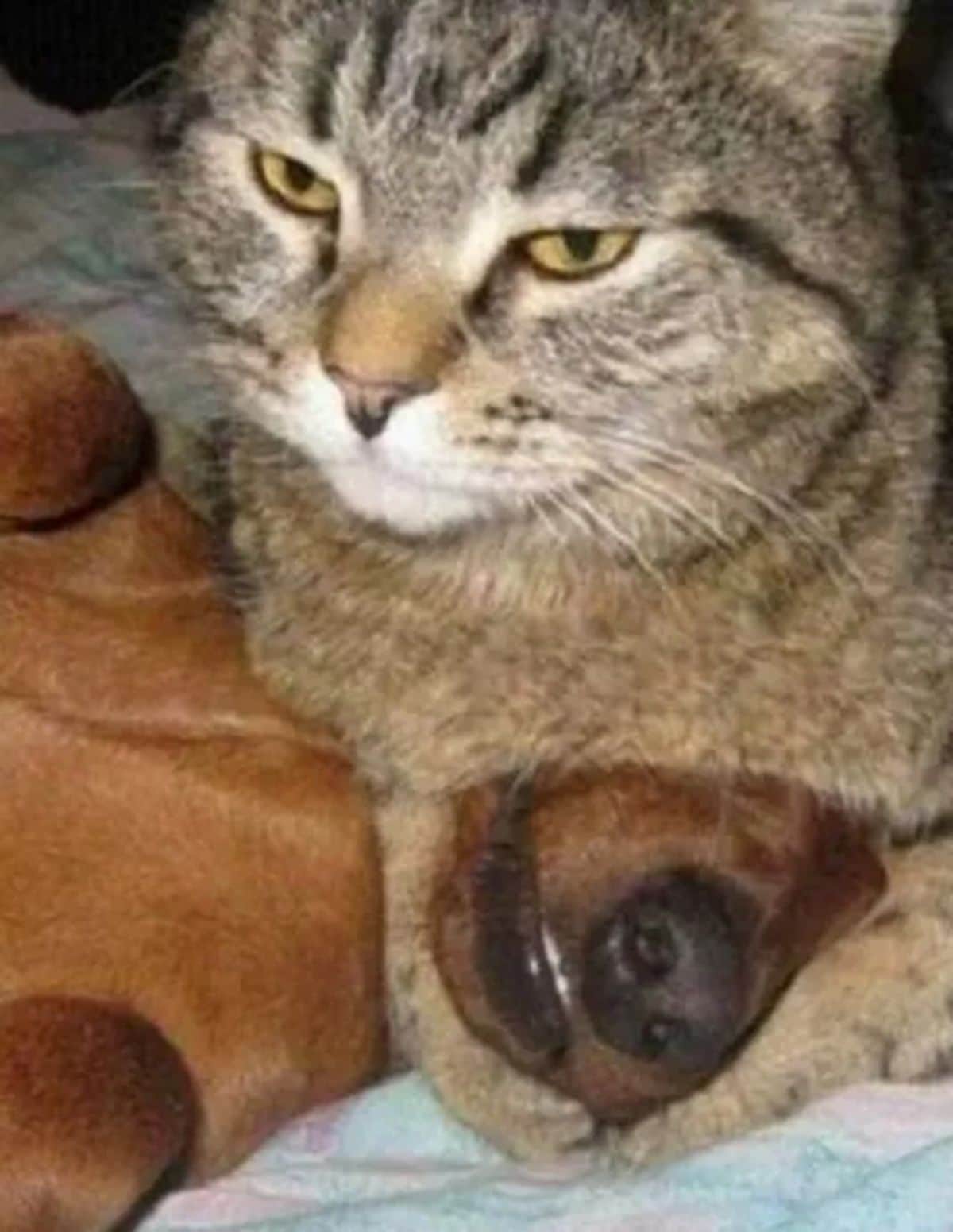 grey tabby cat sitting on a brown dog's head