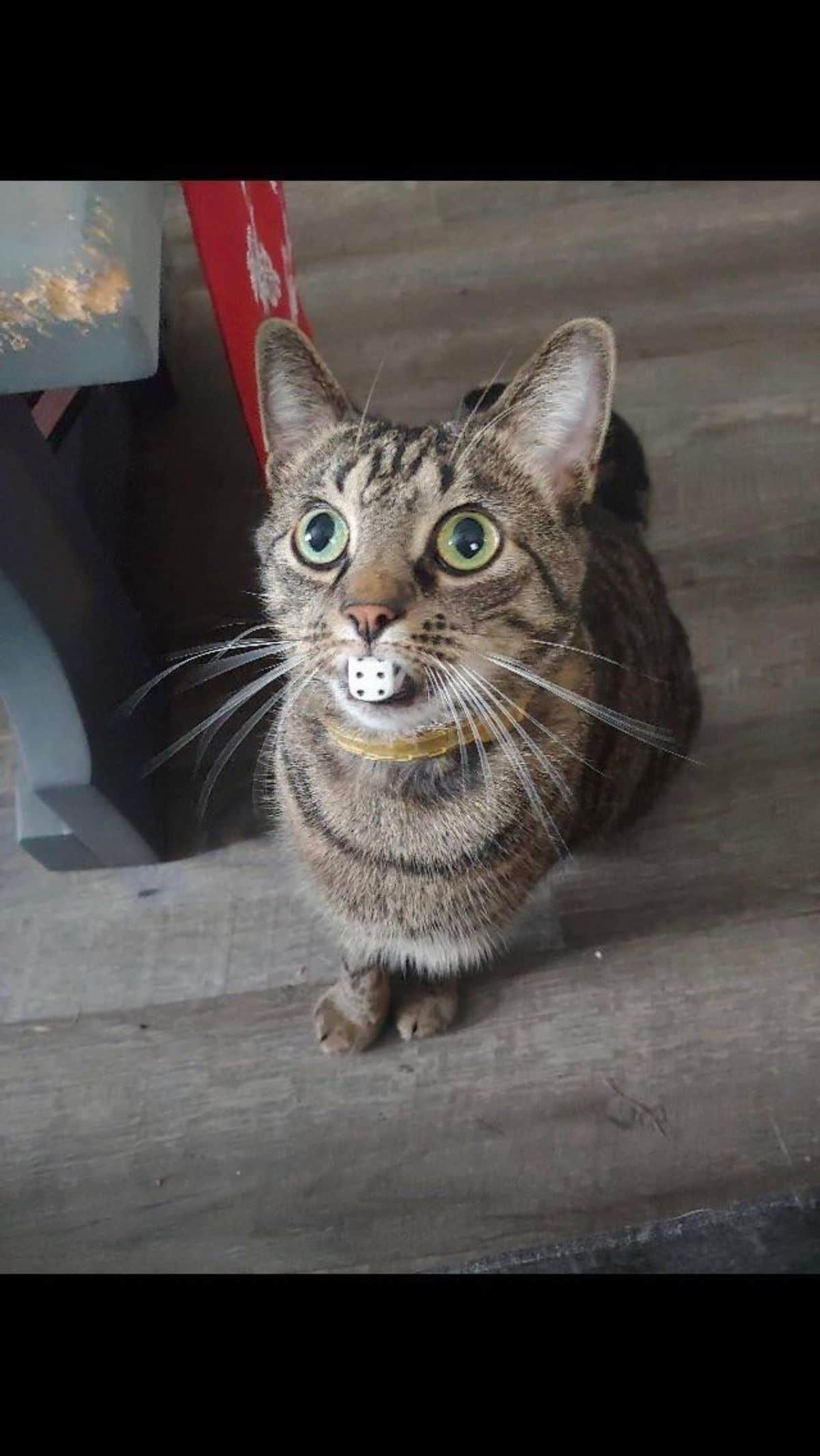grey tabby cat sitting on the floor holding a white and black dice in its mouth