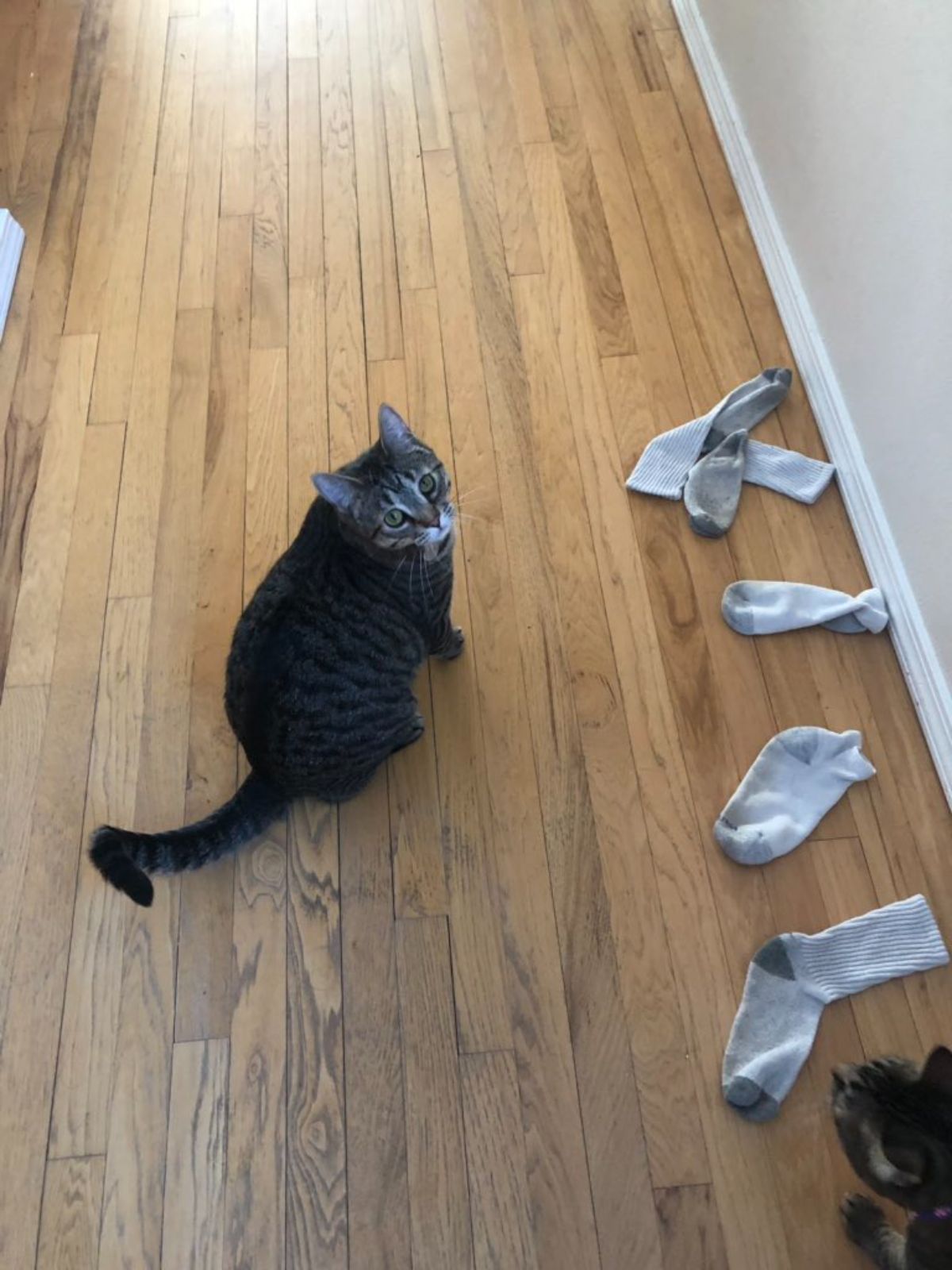 grey tabby cat sitting on the floor next to grey socks neatly lined up