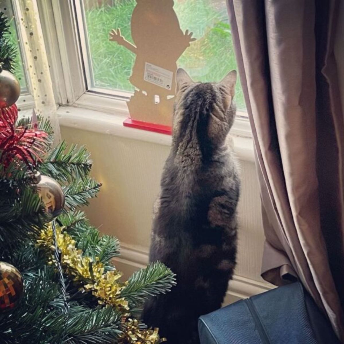 grey tabby cat standing on hind legs near a christmas tree and looking out a window