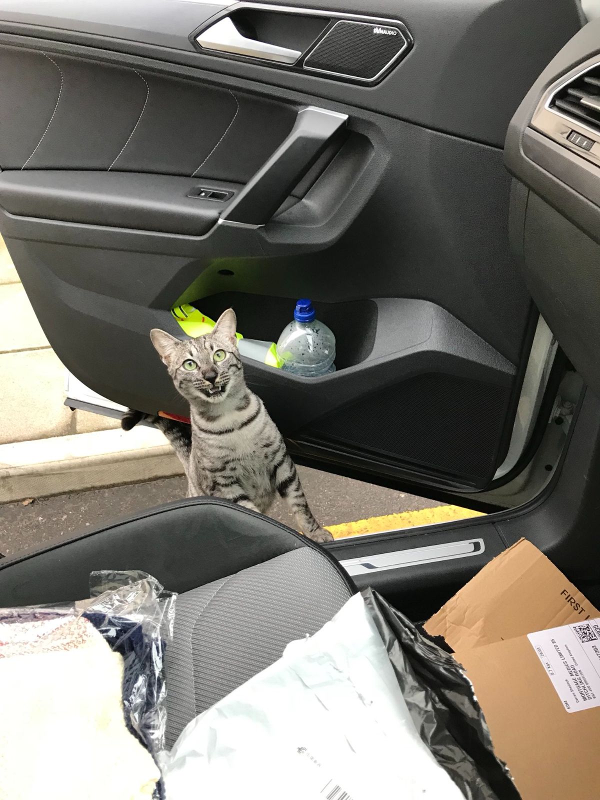 grey tabby cat standing on hind legs peeking into a vehicle with the passenger door open