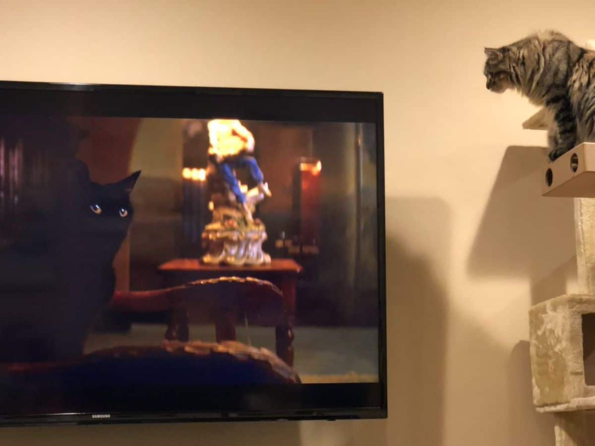 grey tabby cat staring at a black cat on a television