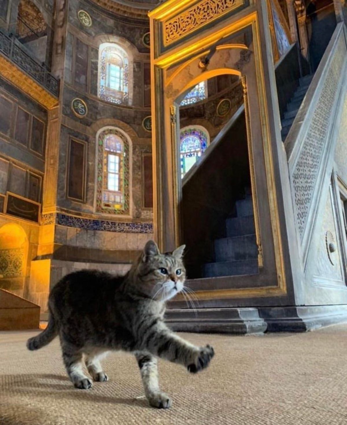 grey tabby cat walking inside a castle with the right front leg raised