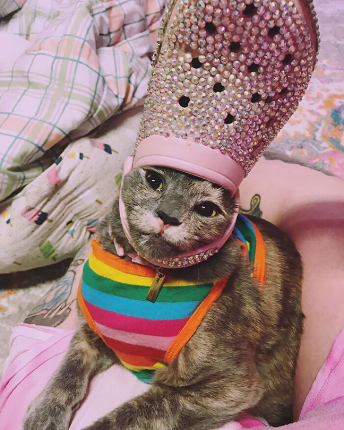 grey tabby cat wearing rainbow bandana on bed wearing pink bejewelled crocs slipper on the head