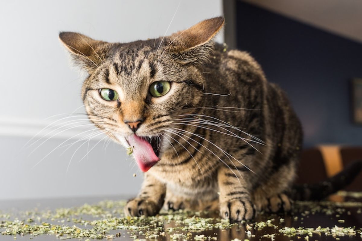 grey tabby cat with catnip on its tongue and on the floor