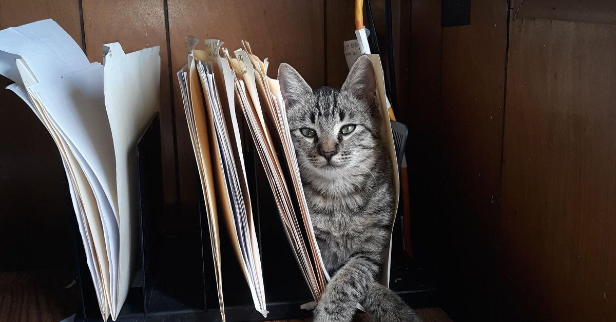 grey tabby kitten laying inside a file in a file organiser