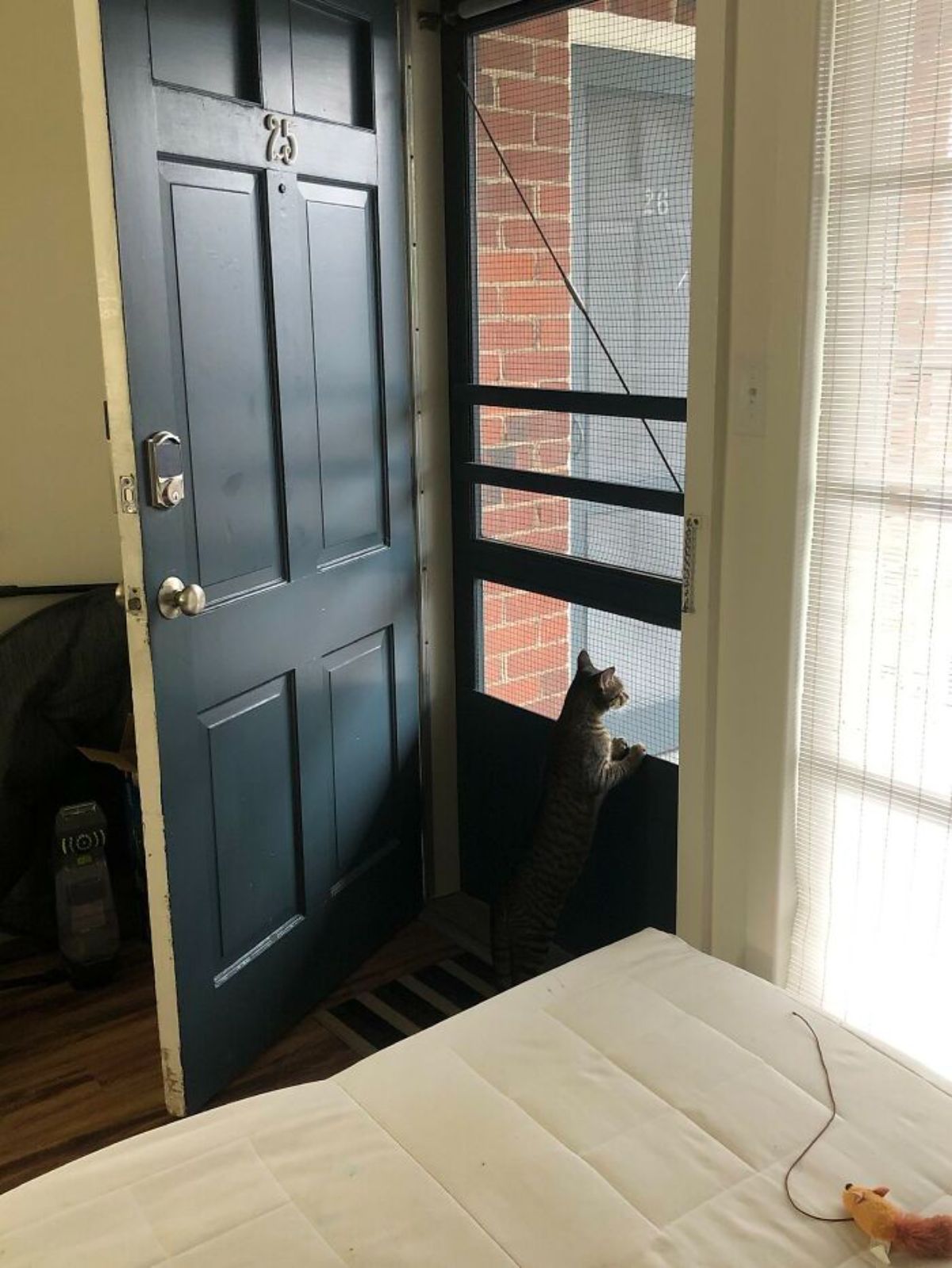 grey tabby kitten standing on hind legs at a metal netting and peeking out