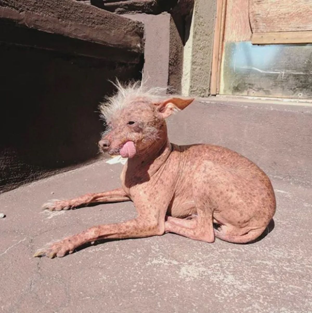 hairless brown dog with tufts of white fur on the head and the tongue sticking out the side