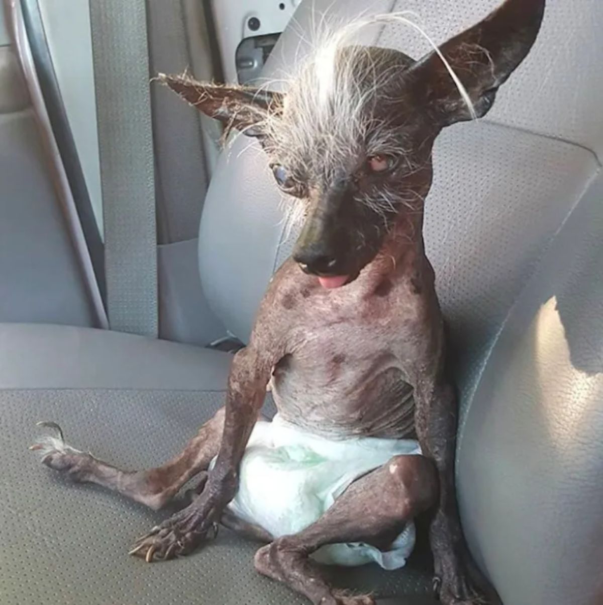 hairless chinese crested chihuahua sitting on a car seat wearing a green diaper