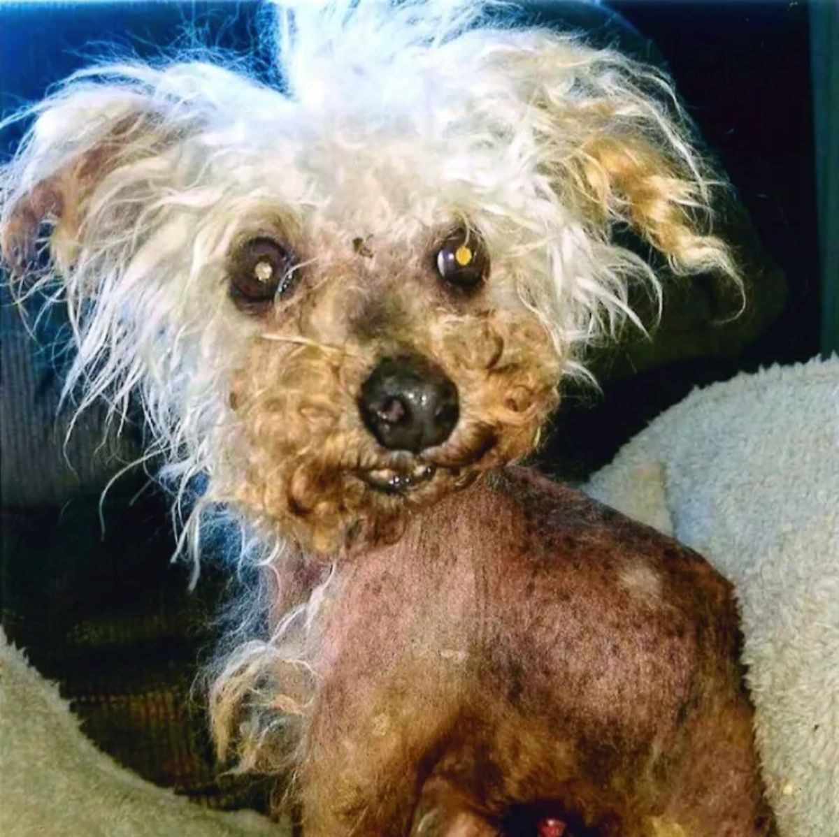 hairless dog with some scraggly white fur on the face and head