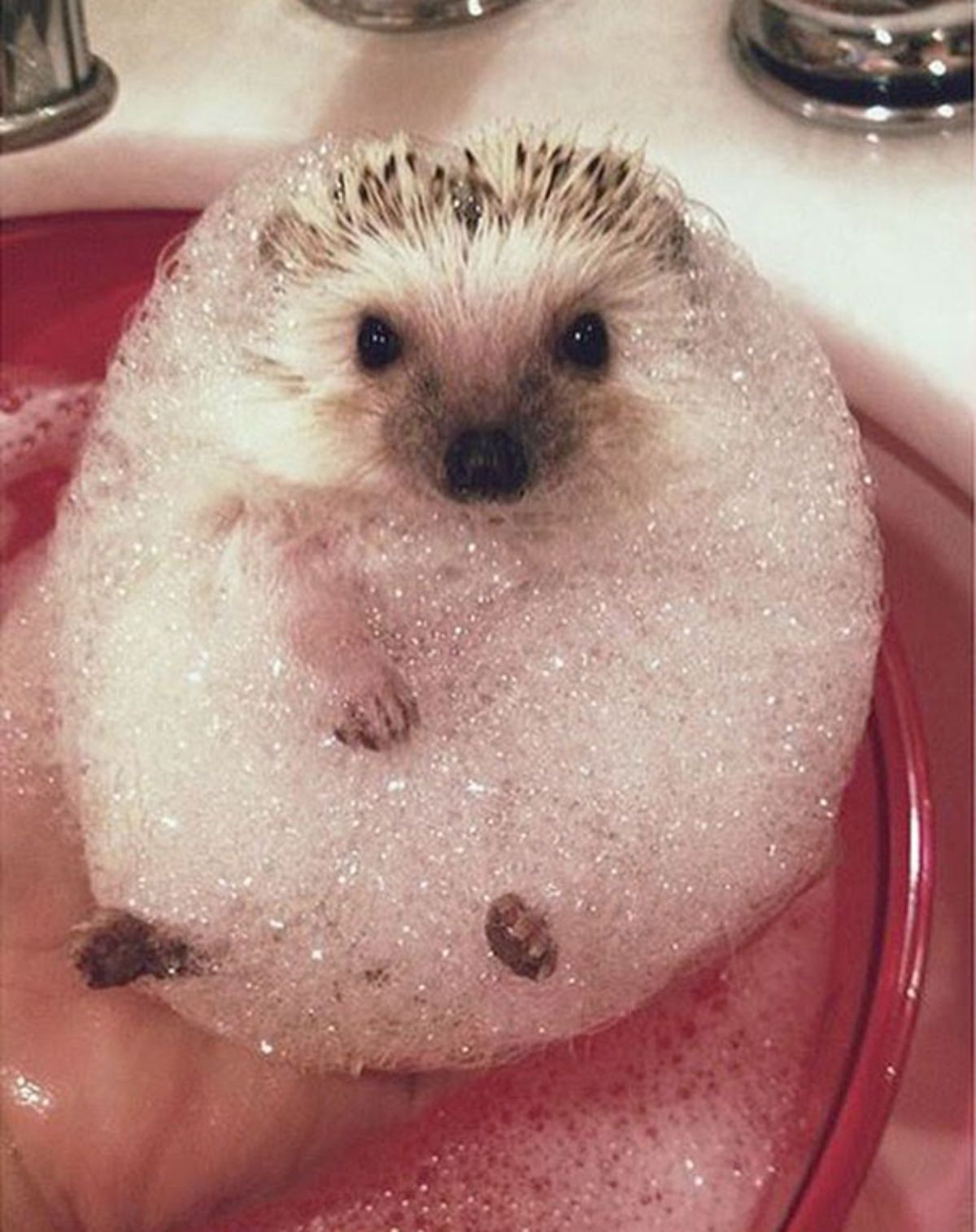 hedgehog belly up in a red basin covered in soap suds