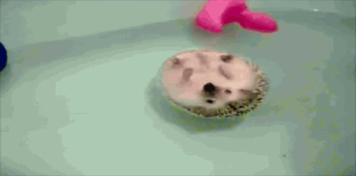 hedgehog floating in a bathtub