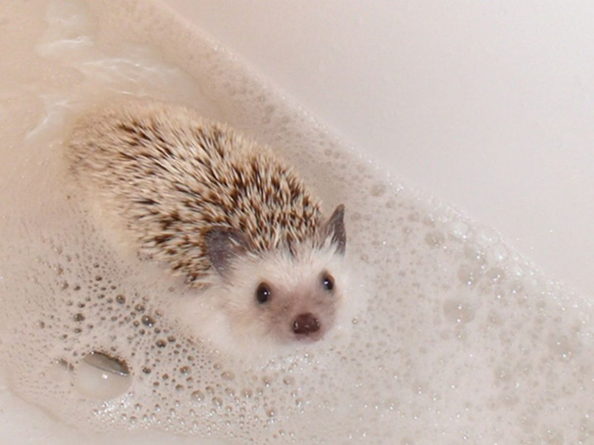 hedgehog in soapy water in a bathtub