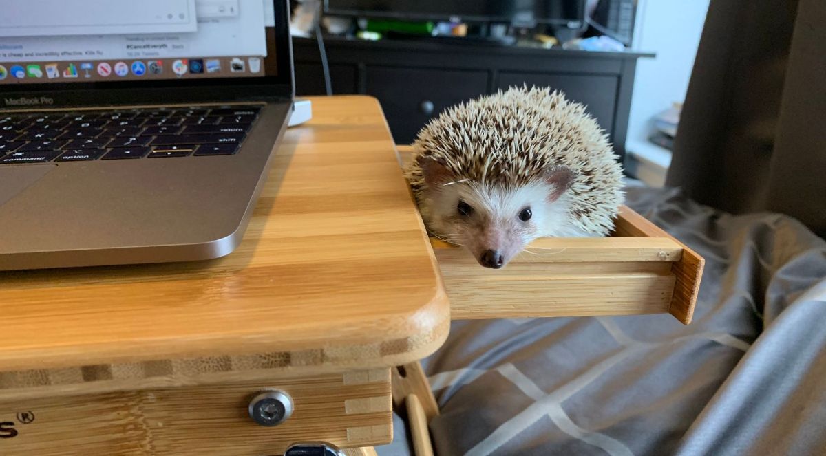 hedgehog sitting in a pull-out drawer with a table that has a silver laptop on top of it