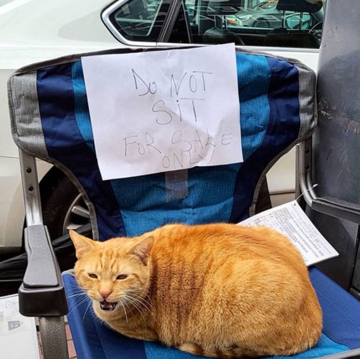 hissing orange cat sitting on a black green and grey chair with a sign saying DO NO SIT FOR SALE ONLY