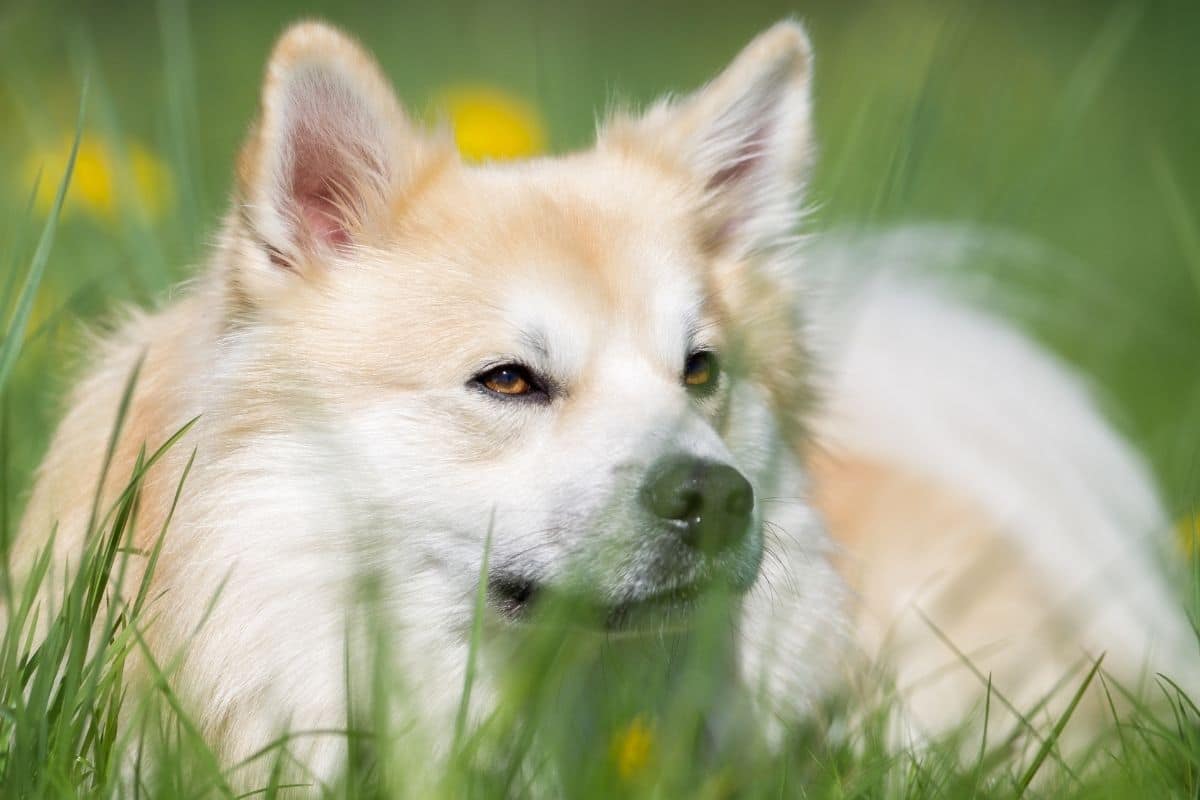 White-gold dog lying in tall grass
