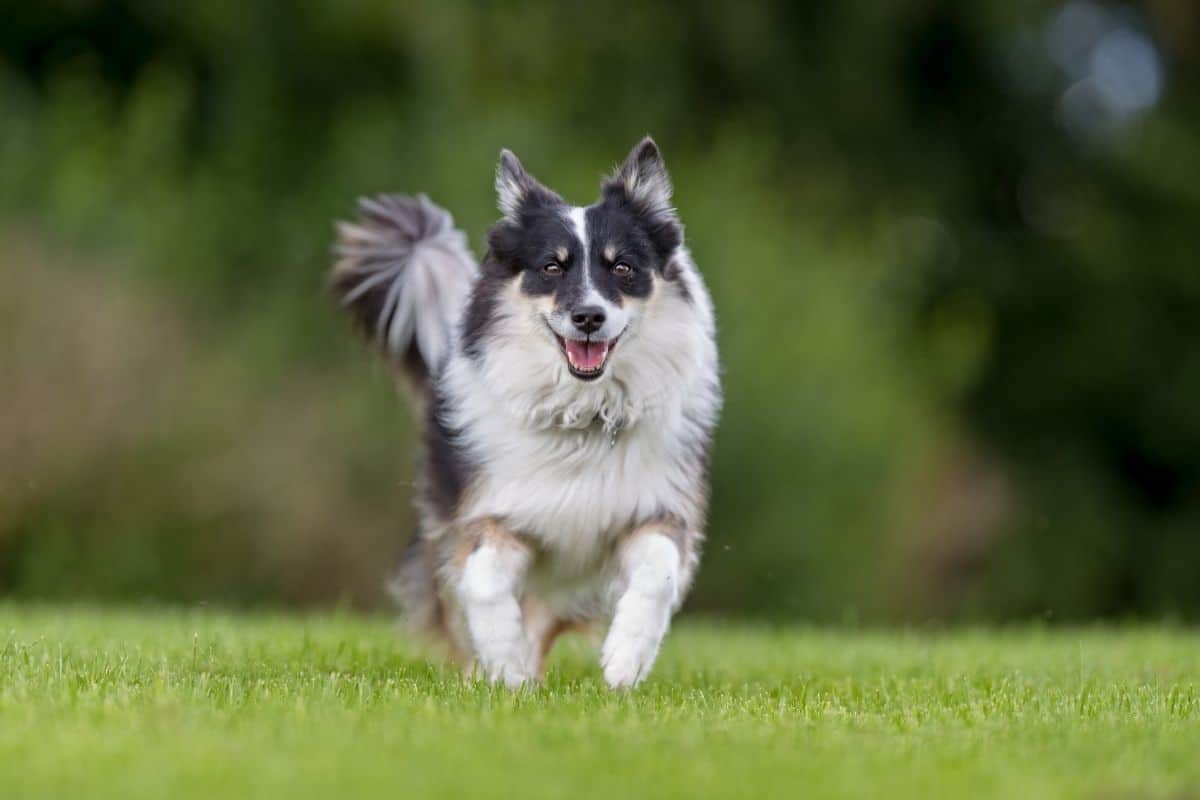 Black-white dog running on green grass