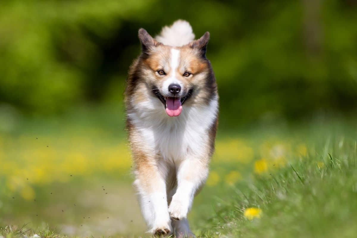 Black-brown-white dog running on pathway  on meadow