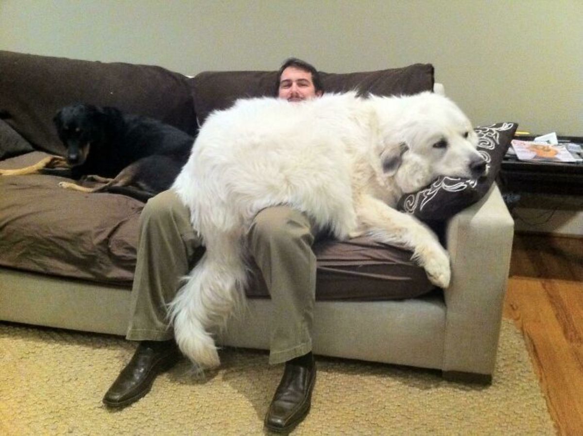 lage fluffy white dog laying across a man sitting on a couch