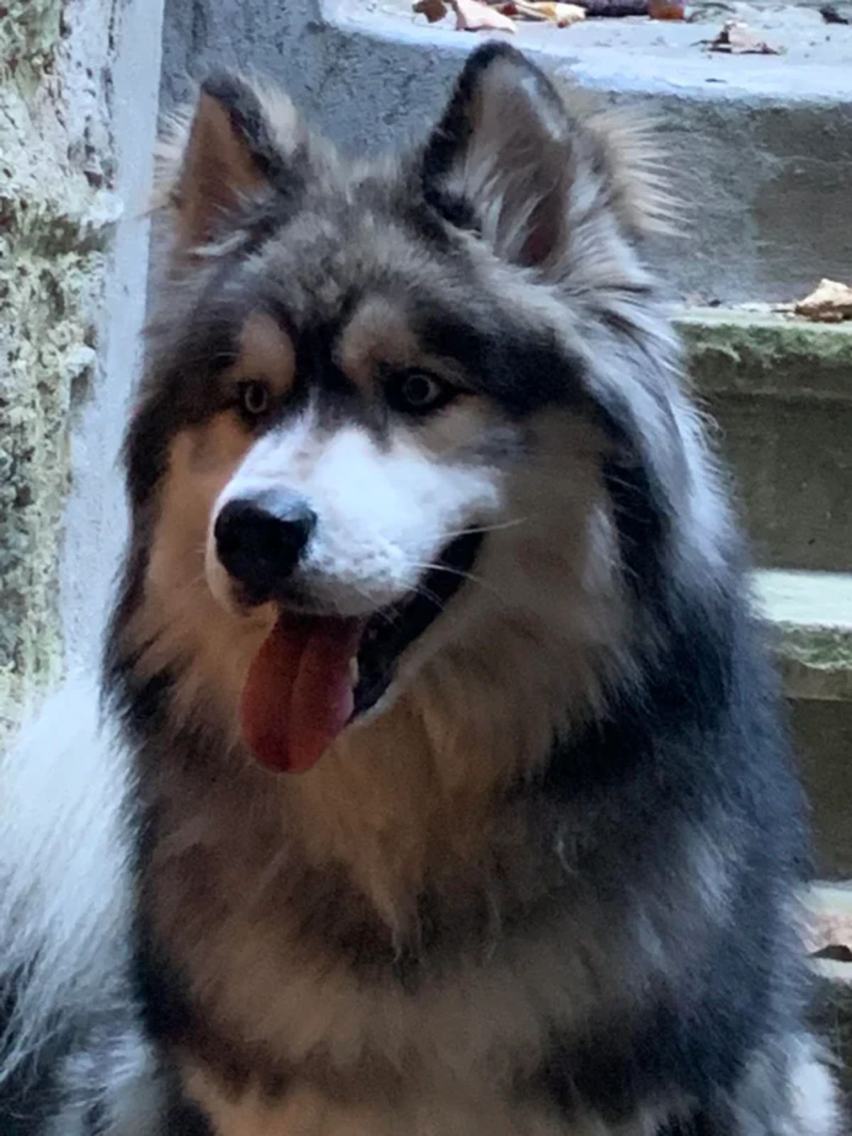 large black and white alaskan malamute sitting with its tongue hanging out